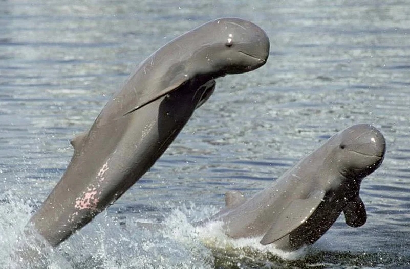 Irrawaddy Dolphins in Chilika